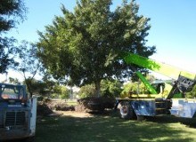 Kwikfynd Tree Management Services
avonplains